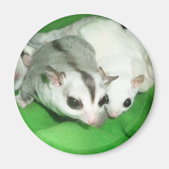 Vackra glidare magnet (Framsidan)