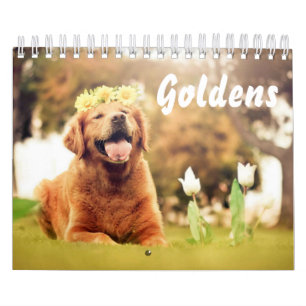 Vackra Golden Retrivers Kalender