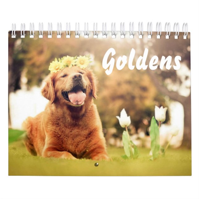 Vackra Golden Retrivers Kalender (Omslag)