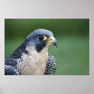 Vackra grått-vita Pelegrine Falcon Poster