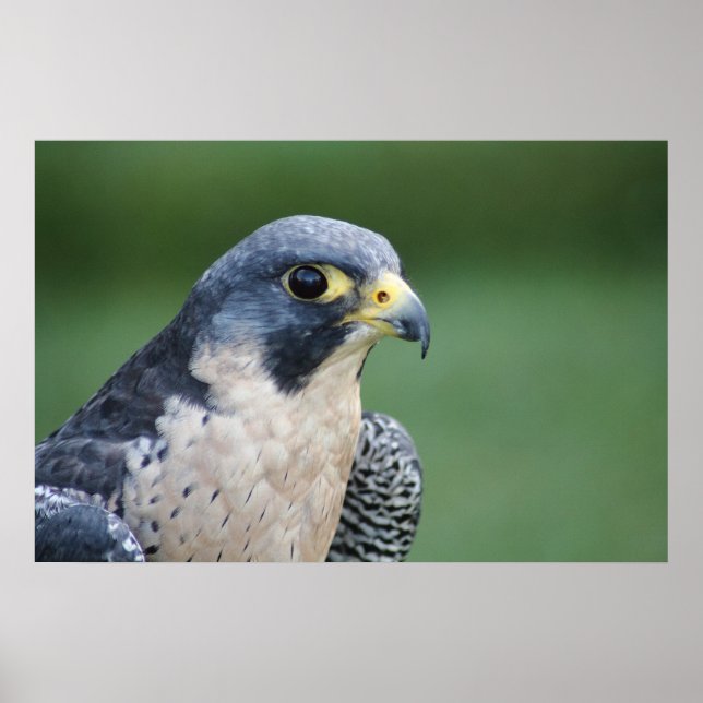 Vackra grått-vita Pelegrine Falcon Poster (Framsidan)