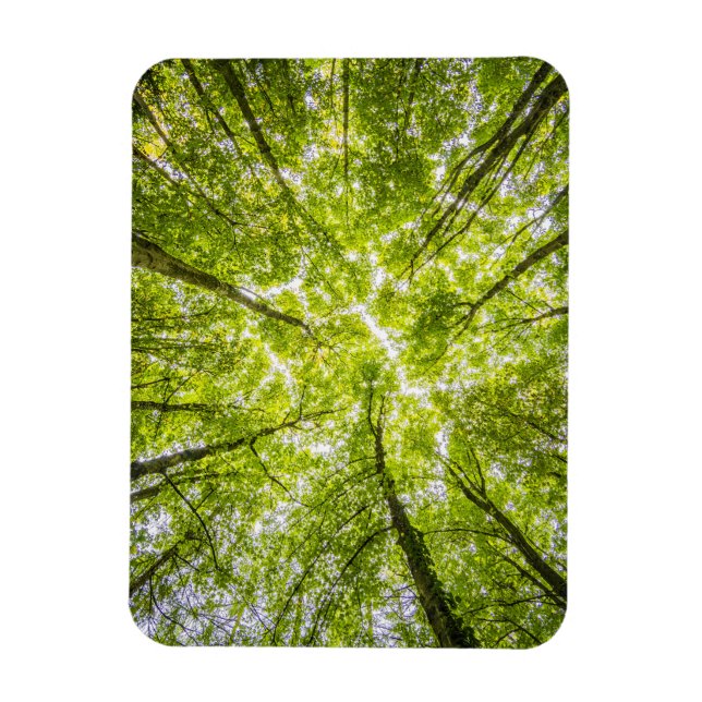 Vackra Grönten Forest Magnet (Vertikal)