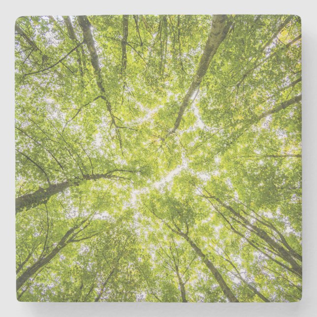 Vackra Grönten Forest Underlägg Sten (Framsidan)