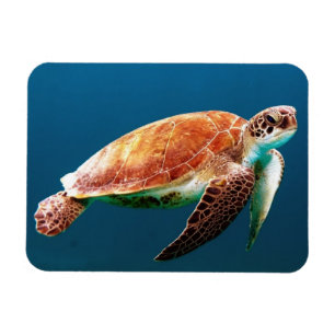 Vackra Grönten Sea Turtle Magnet
