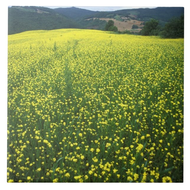 Vackra gula blomsterfält i San Kakelplatta (Framsidan)