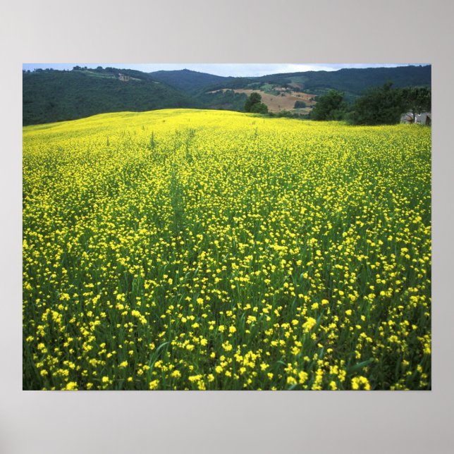 Vackra gula blomsterfält i San Poster (Framsidan)