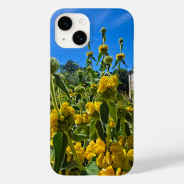 vackra gult Jerusalem sage-blommor