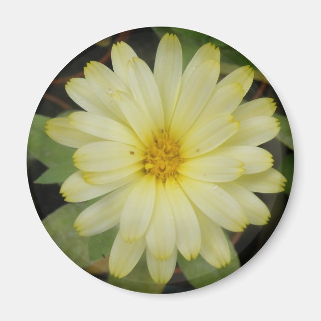 Vackra Gulten Marigold Magnet (Framsidan)