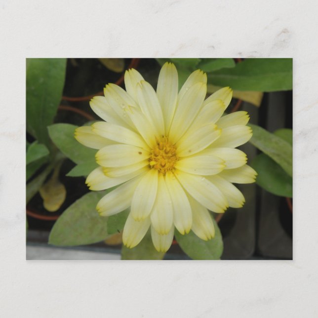 Vackra Gulten Marigold-vykort Vykort (Framsida)