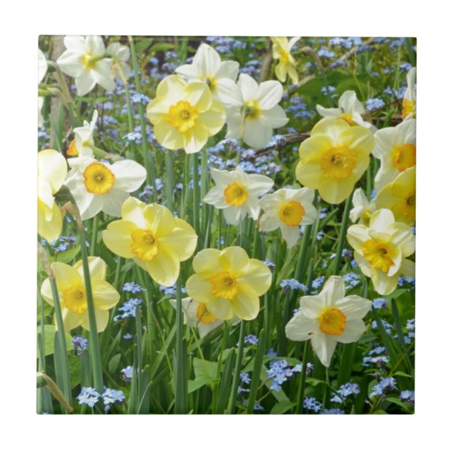 Vackra gultens daffodilträdgård kakelplatta (Framsidan)