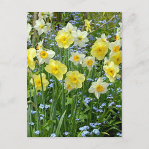 Vackra gultens daffodilträdgård vykort