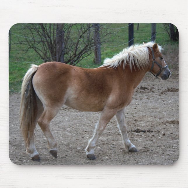 Vackra Haflinger Musmatta (Framsidan)