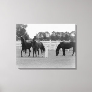 Vackra hästar/Arbetsyta Wrap/Black & White Canvastryck