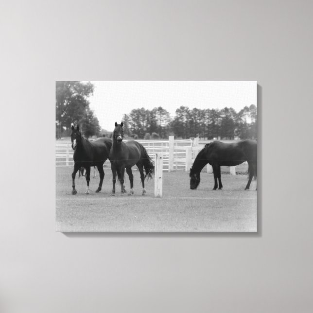 Vackra hästar/Arbetsyta Wrap/Black & White Canvastryck (Framsida)