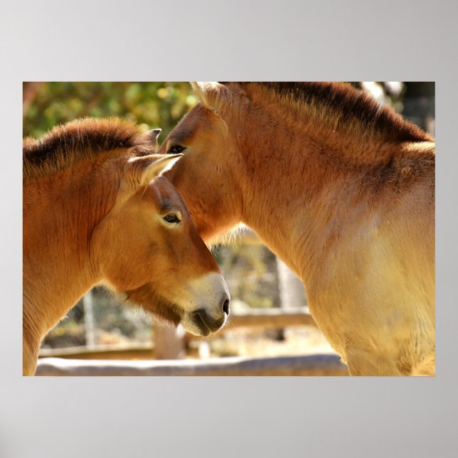 Vackra hästar poster (Framsidan)