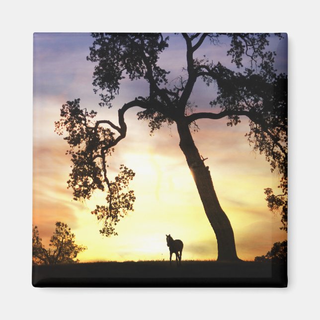 Vackra hästen i Sunset Magnet (Framsidan)