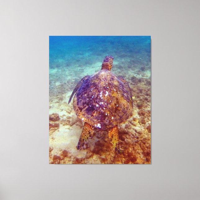 Vackra havsköldpaddor canvastryck (Framsida)
