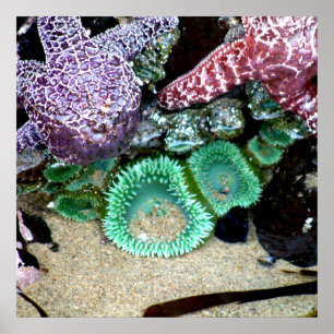Vackra havsstjärnor och Grönt Anemones-foto Poster