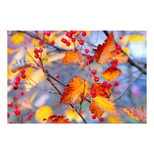 Vackra hawthorn bär på hösten fototryck