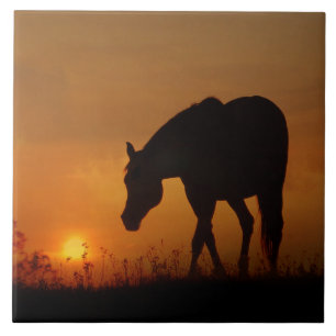Vackra Horse och Southwest Sunset Kakelplatta
