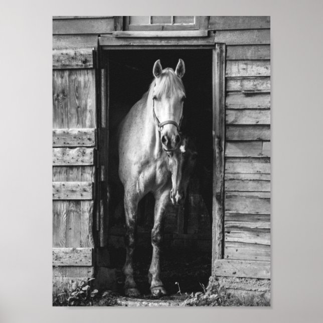 Vackra Horses Black and White Rustic Farmhouse Poster (Framsidan)