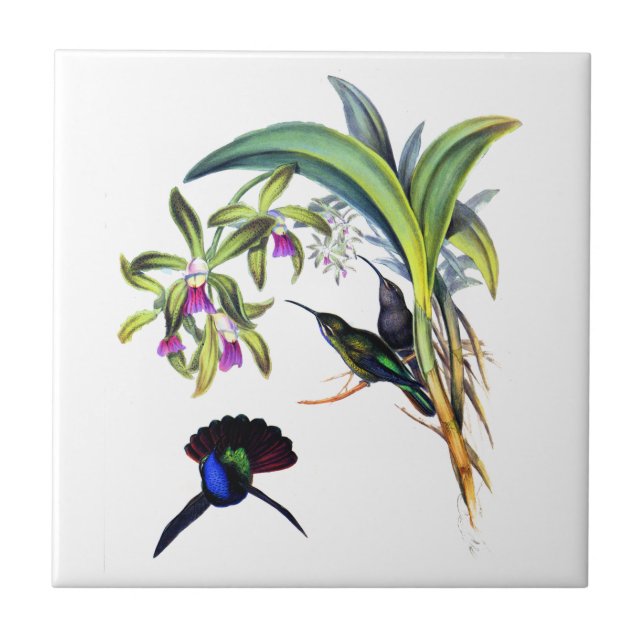 Vackra Hummingbird och Lila Orchids Kakelplatta (Framsidan)