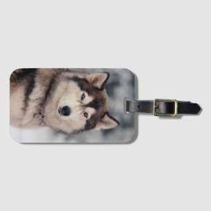 Vackra Husky på utsidan Bagagebricka