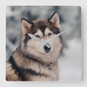 Vackra Husky på utsidan Fyrkantig Klocka