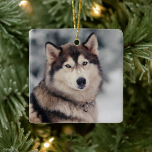 Vackra Husky på utsidan Julgransprydnad Keramik