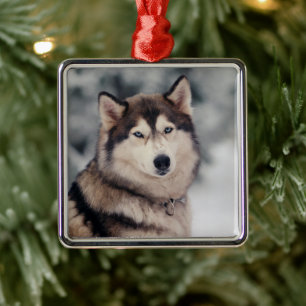 Vackra Husky på utsidan Julgransprydnad Metall