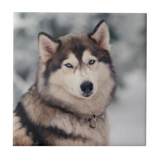 Vackra Husky på utsidan Kakelplatta (Framsidan)