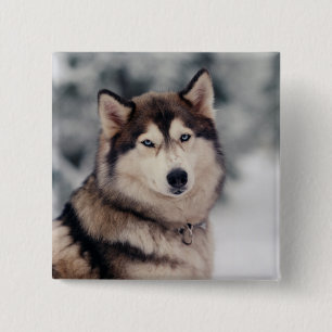 Vackra Husky på utsidan Knapp