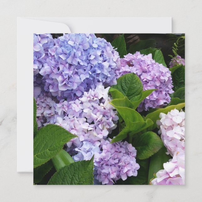 Vackra Hydrangeas-anteckningskort (Framsida)