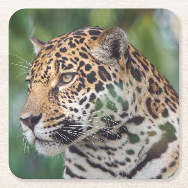 Vackra Jaguar i Vilden Underlägg Papper Kvadrat (Framsidan)