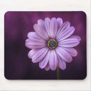 Vackra, klara, elegant, rosa-lila daisy musmatta