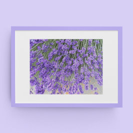 Vackra Lavendelblommor Floral Fotografisk Poster