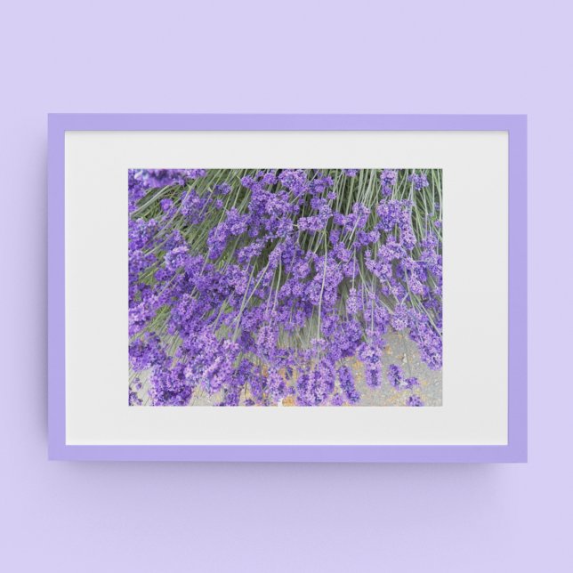 Vackra Lavendelblommor Floral Fotografisk Poster (In Situ Framed)