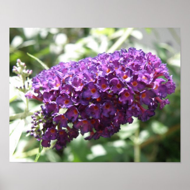Vackra lila Buddleia blommor tryck (Framsidan)