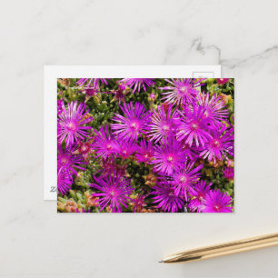 Vackra Lila Ice Plant Flowers Vykort