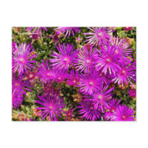 Vackra Lila Ice Plant Flowers