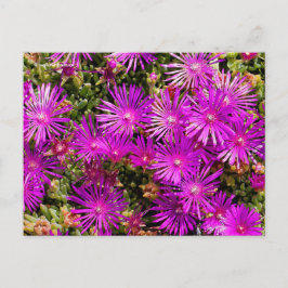Vackra Lila Ice Plant Flowers Vykort