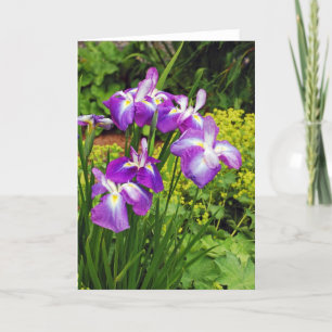 Vackra lila iris-blommor skriver ut hälsningskort kort
