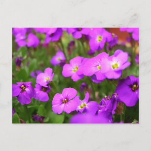 Vackra lila penséer blomma vykort