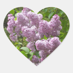 Vackra Lilacs-foto med Blommigt Hjärtformat Klistermärke