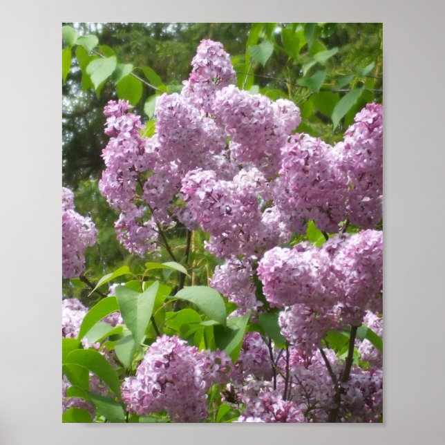 Vackra Lilacs-foto med Blommigt Poster (Framsidan)