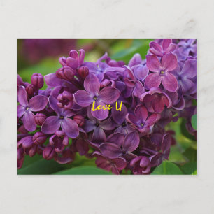 Vackra lilaxblommor vykort