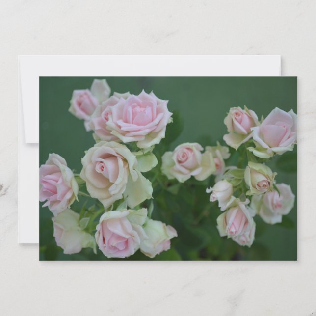 Vackra ljus rosa trädgårdsrosor   inbjudningar (Framsida)