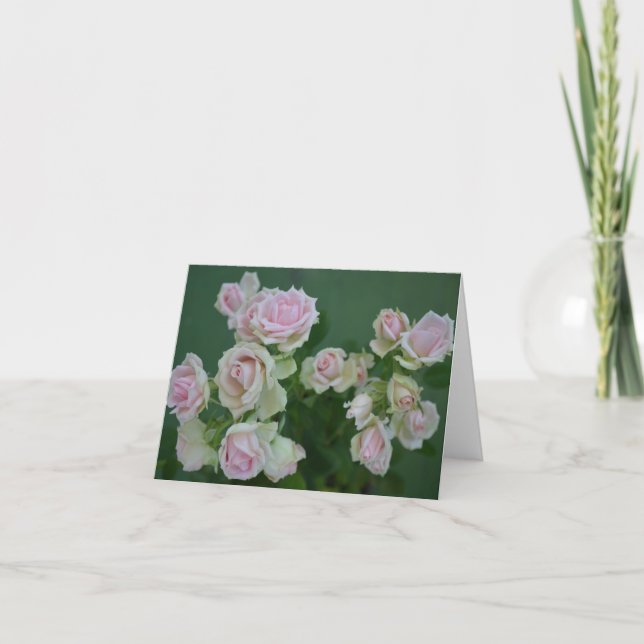 Vackra ljus rosa trädgårdsrosor  kort (Framsida)