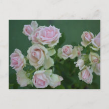 Vackra ljus rosa trädgårdsrosor
