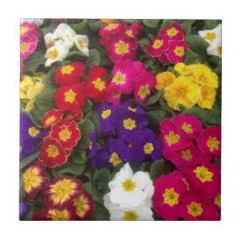 Vackra ljusa Polyanthus-blommor Kakelplatta